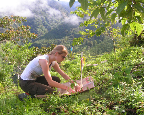 Reforestation program thumbnail