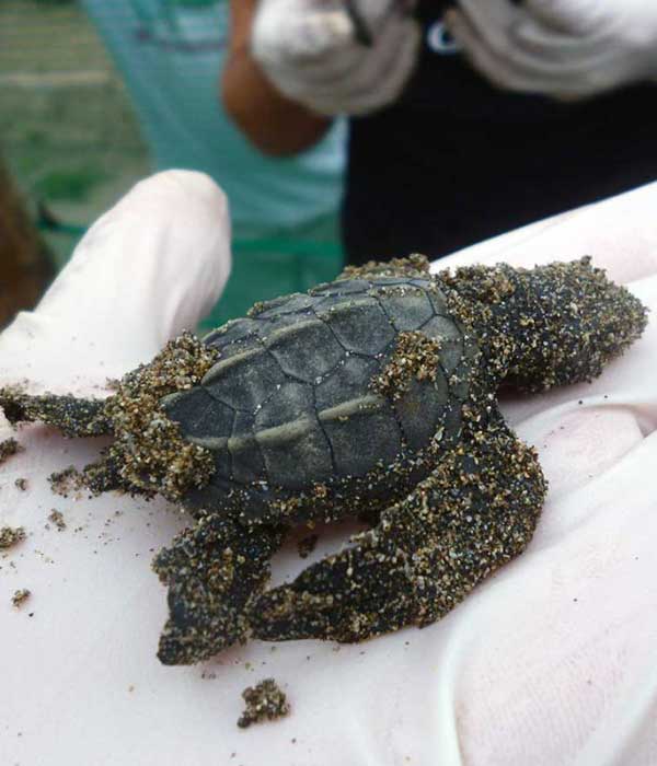 Sea Turtle Conservation program